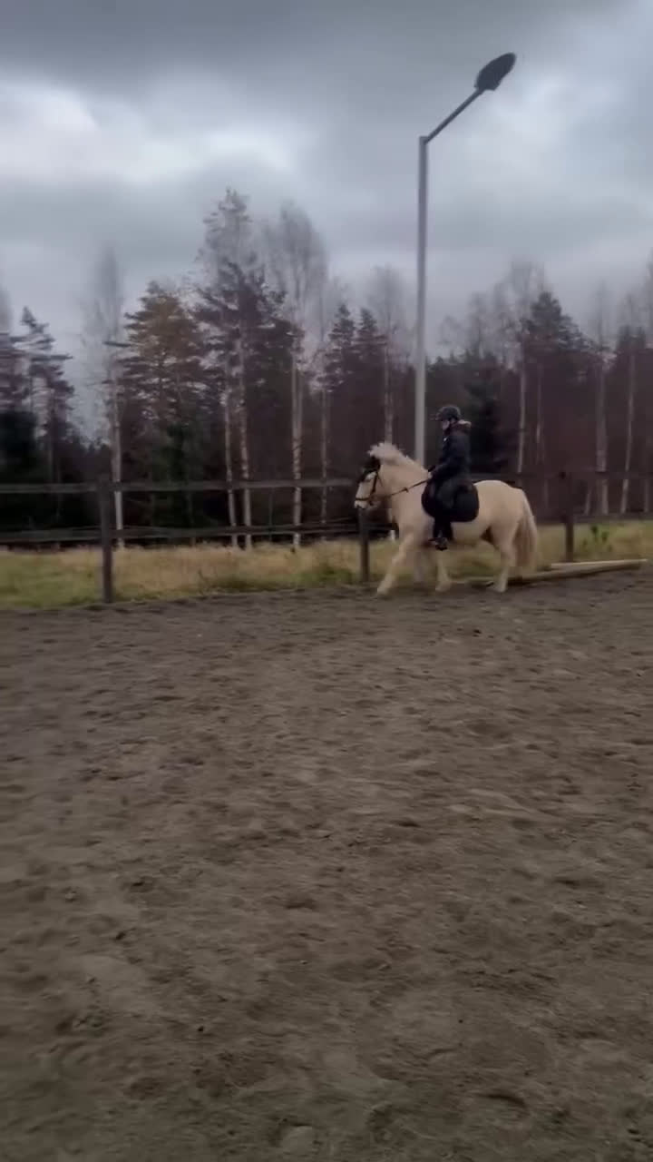 Island hästar till salu: Islandshäst med mycket motor, kan lånas ut. i Pålsboda - Video 1