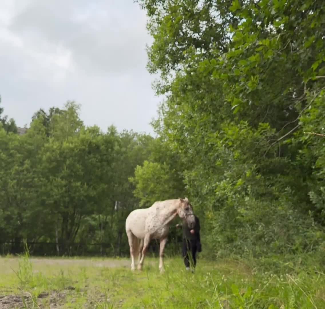 Övrigt hästar till salu: Nyfiken, glad och kommunikativ - Video 1