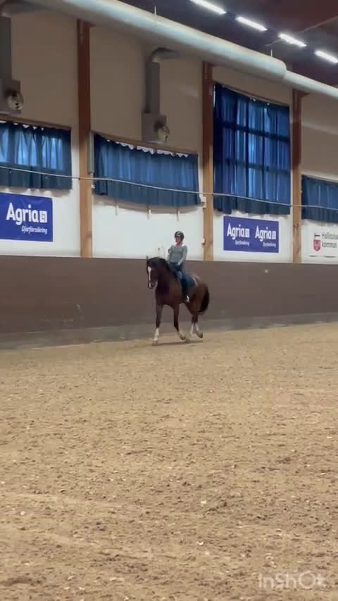 Hoppning hästar till salu: Hopp/fälttävlansämne för större klasser! i Alunda - Video 4