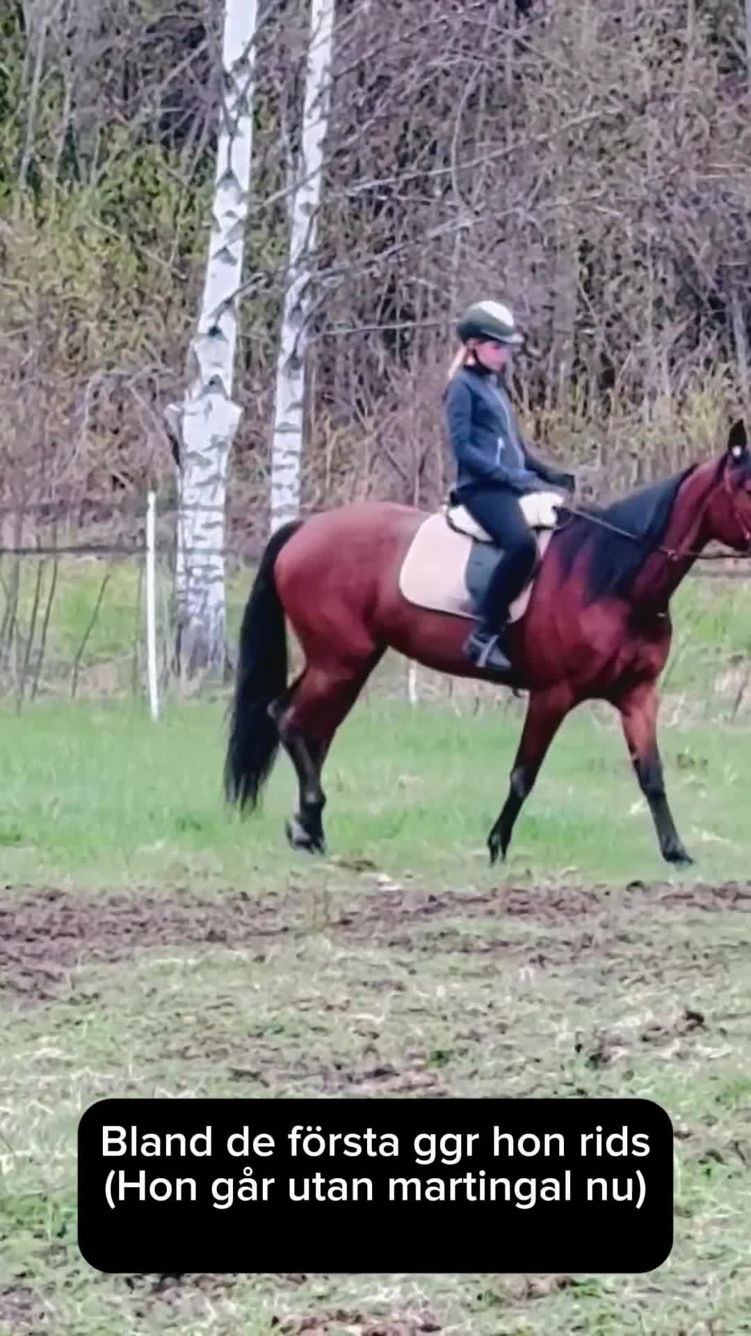 Allround hästar till salu: Varmblodssto med fint psyke, stam & stor potential - Video 1