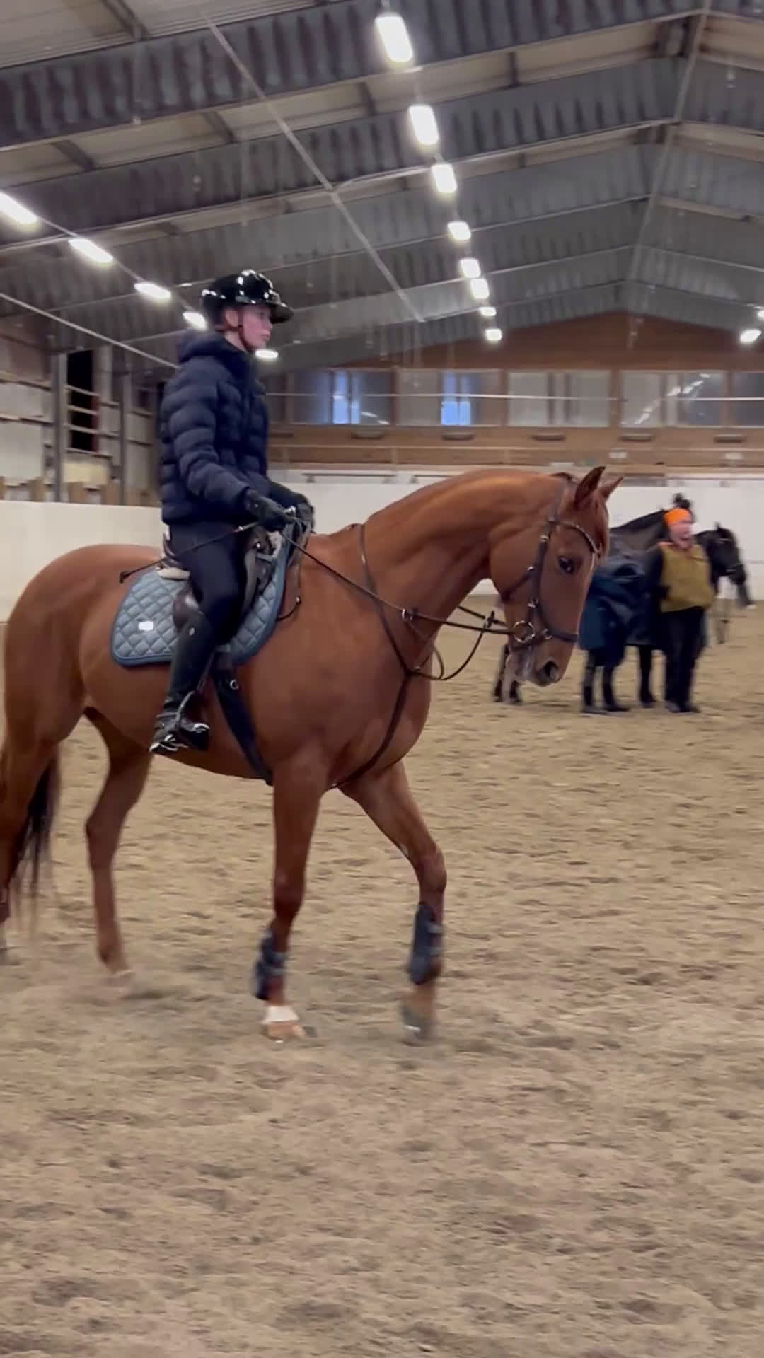 Allround hästar till salu: Fantastisk allroundhäst av lättare typ i Växjö - Video 4