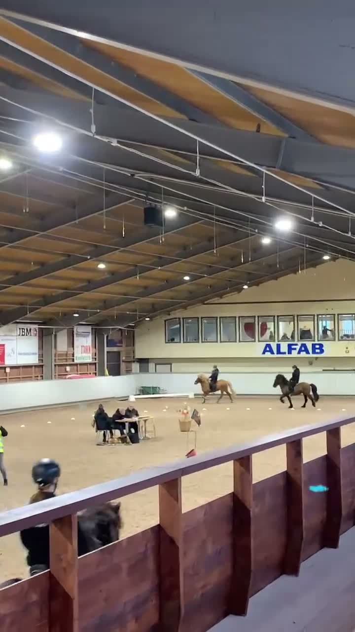 Island hästar till salu: 🌸 Alin – charmigt islandsto söker sitt nya hem i Lammhult - Video 1