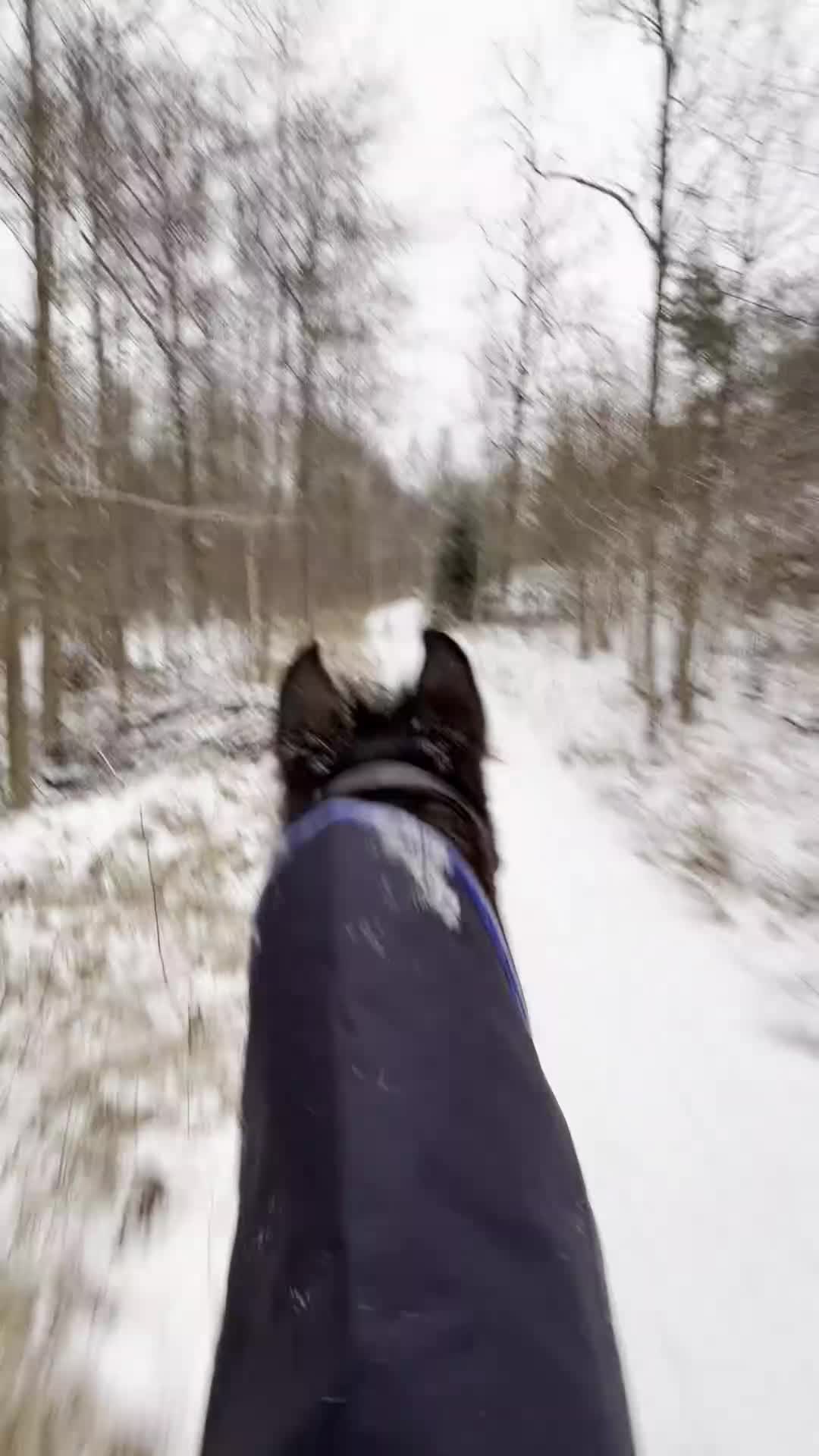 Allround hästar till salu: Enastående allround häst - Video 2