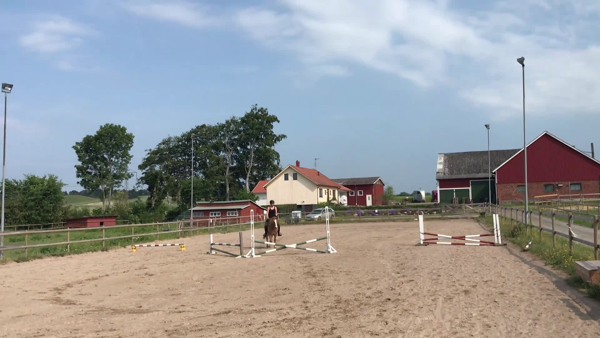 Island hästar till salu: Fyrgångsvalack som kan ”allt” i Kävlinge - Video 2