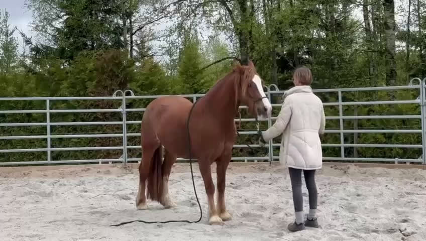 Allround hästar till salu: Trevlig ungponny - Video 4