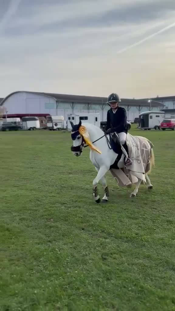 Hoppning hästar till salu: Tävlingsponny - Video 2