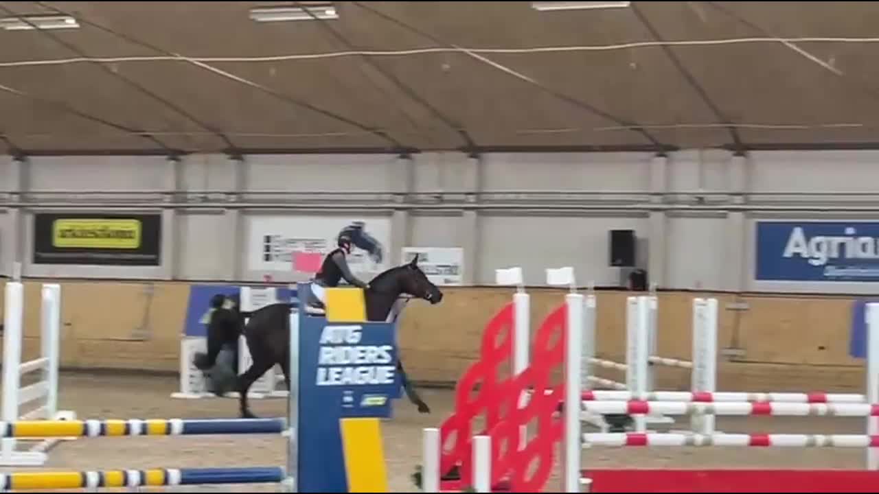 Allround hästar till salu: Riktigt vacker häst  - Video 2
