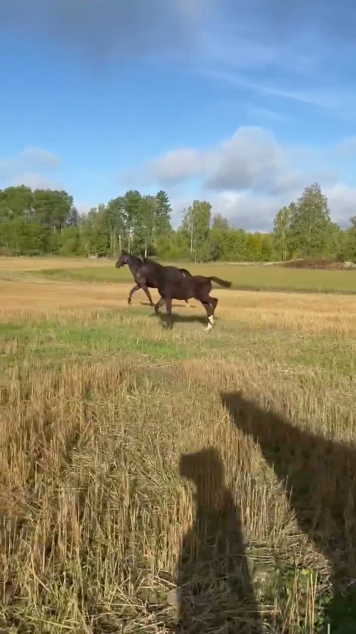 Fälttävlan hästar till salu: Två hingstföl 🐎 - Video 2