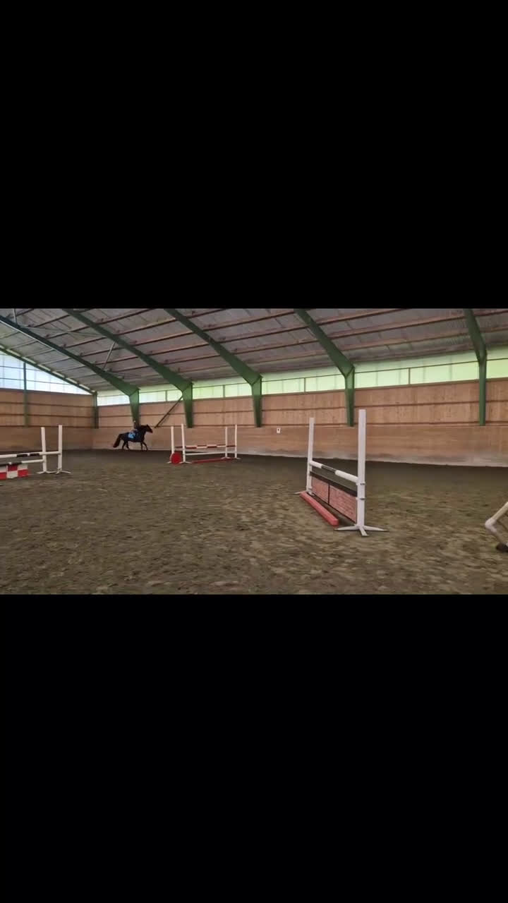 Allround hästar till salu: Morgan valack i Sätila - Video 4