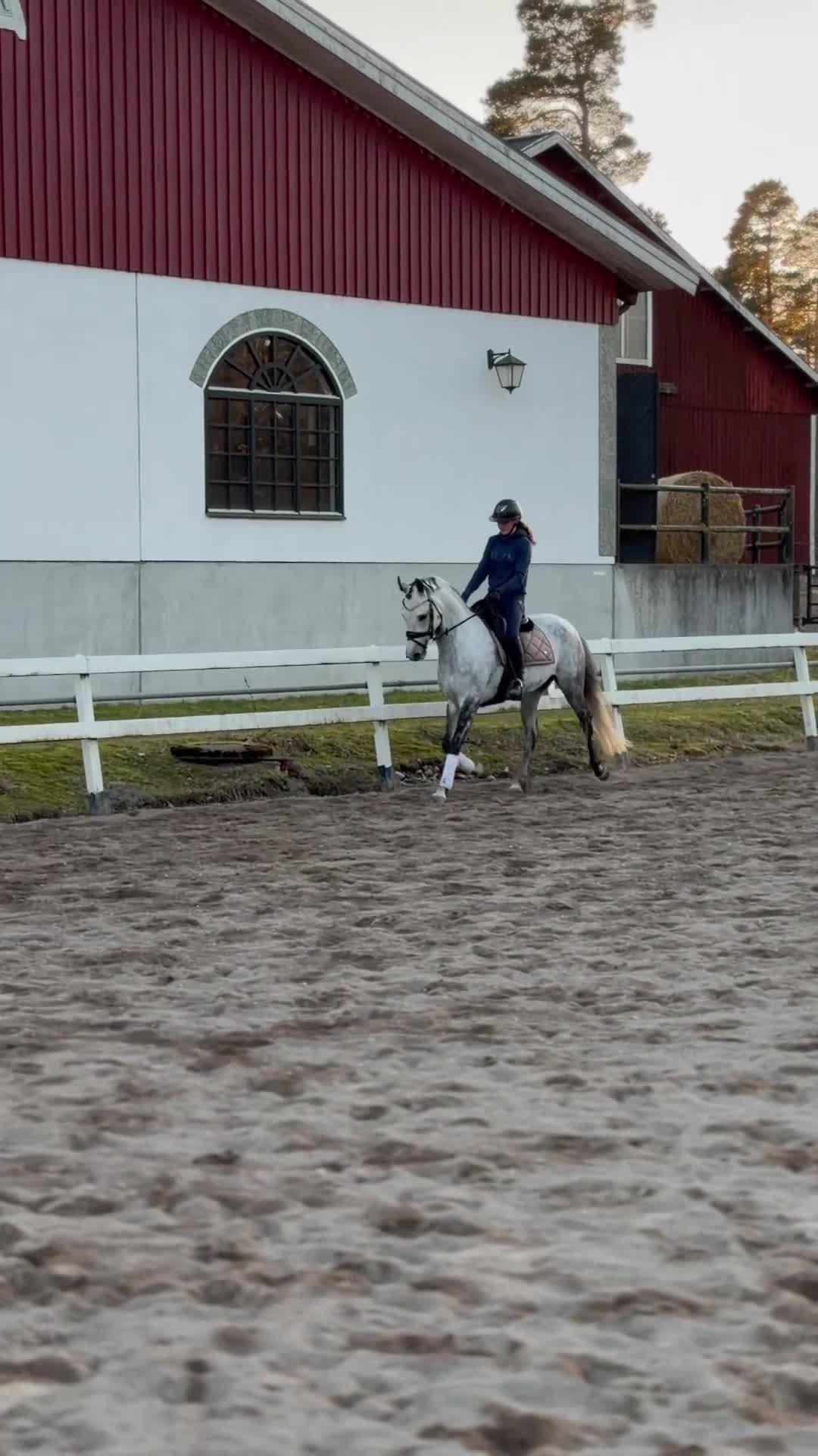 Dressyr hästar till salu: Flott dressyrponny  - Video 2