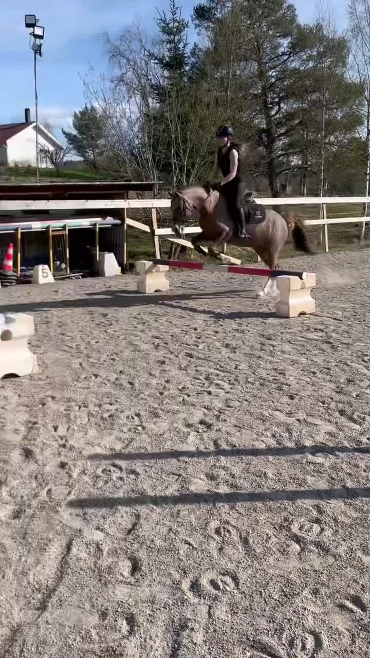 Allround hästar till salu: Charmig C-ponny söker nytt hem. - Video 1