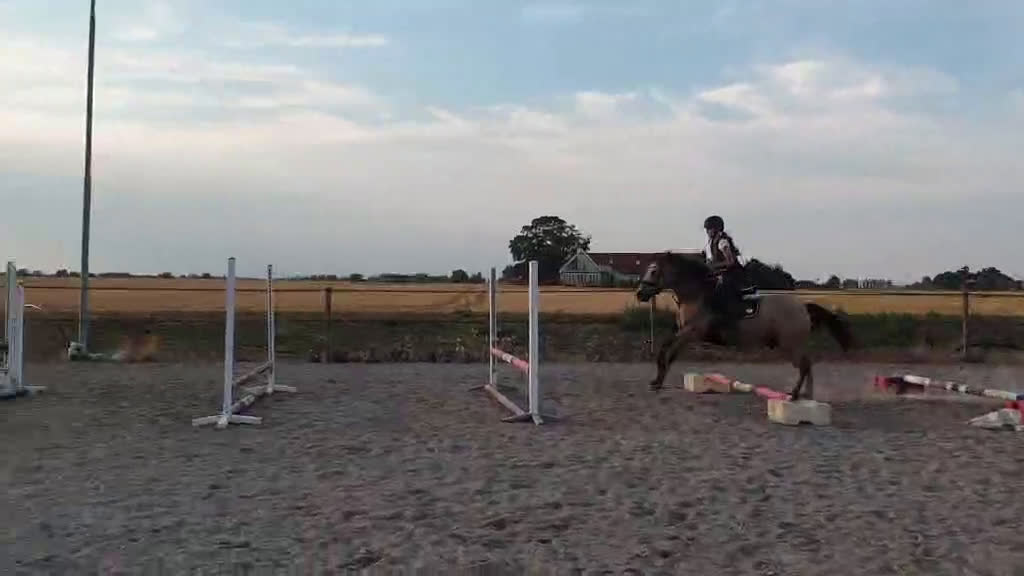 Allround hästar till salu: Pigg och positiv ponny i Lomma - Video 1