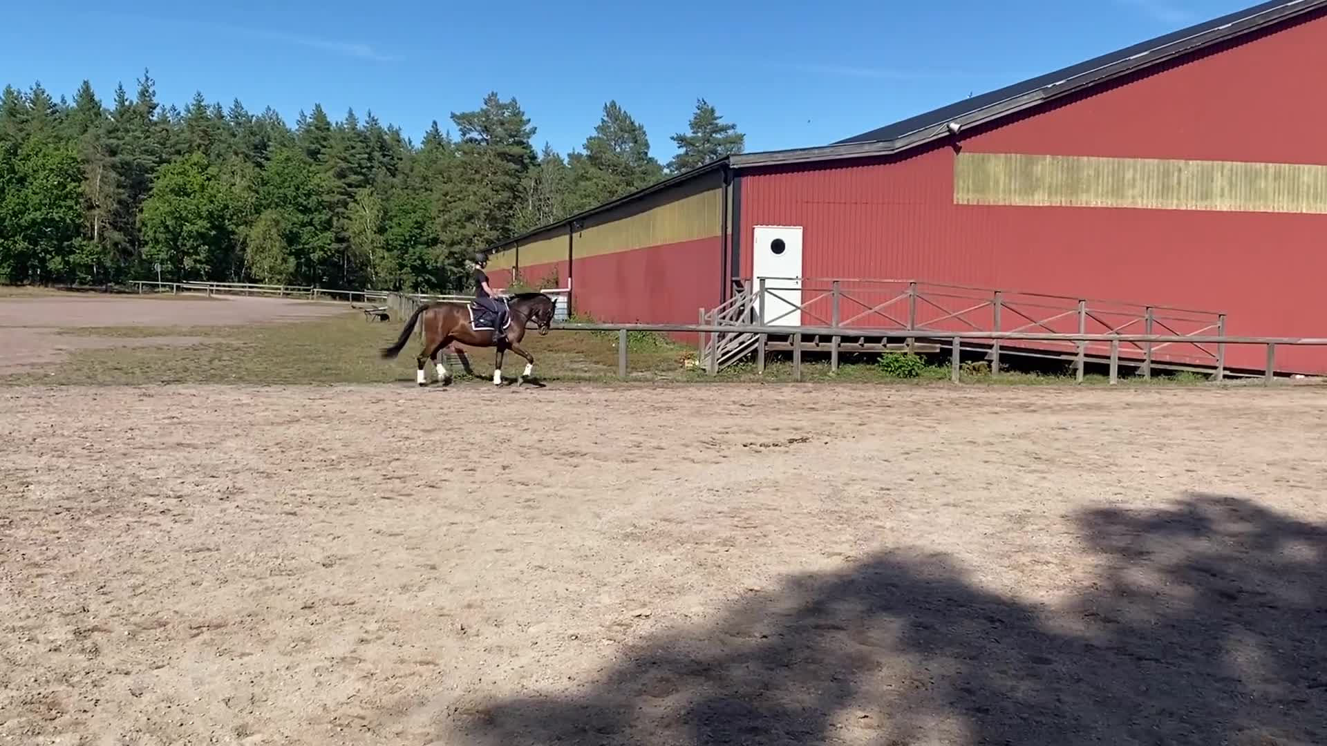 Dressyr hästar till salu: Lovande 1 årig svensk ridponny  - Video 3