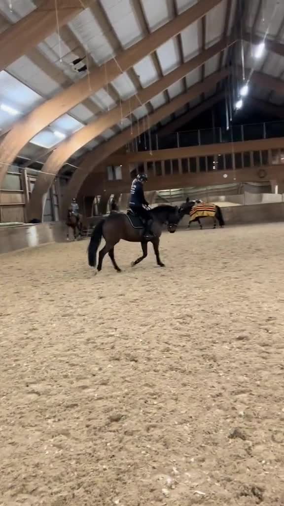 Allround hästar till salu: Okomplicerad och kapabel drömponny tillsalu  - Video 2