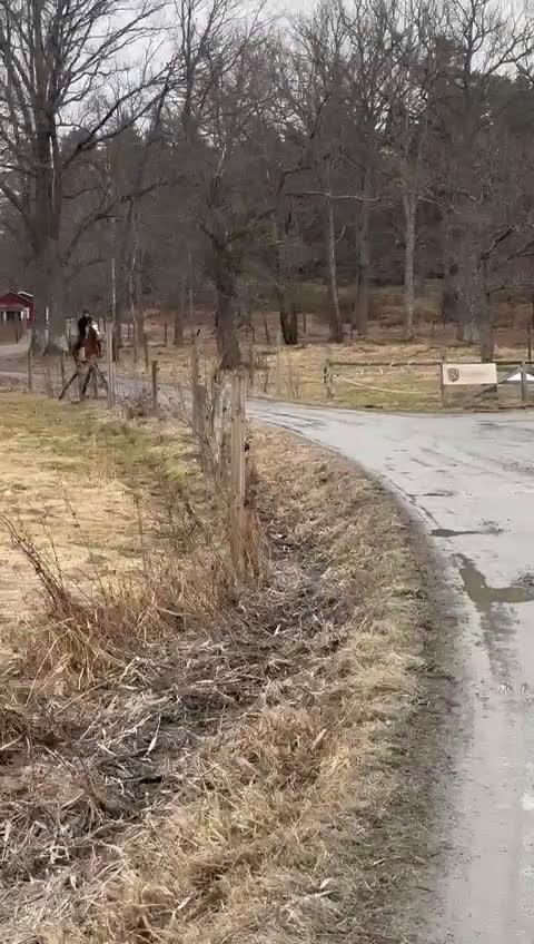 Allround hästar till salu: Lovande d-ponny - Video 2
