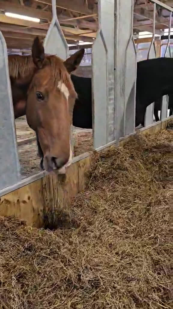  stallplats finnes: Johannesdal Hästcenter i Norrköping - Video 1