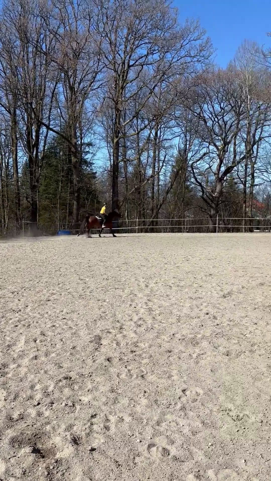 Allround hästar till salu: Snällaste killen söker nytt hem i Öjersjö - Video 2