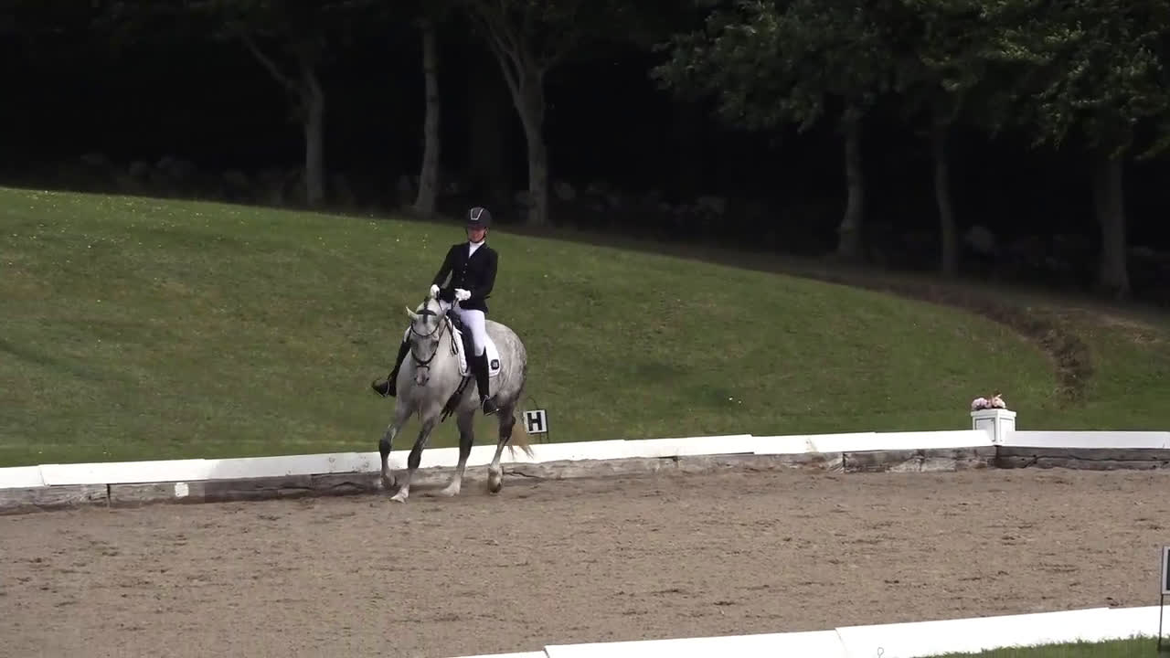 Dressyr hästar till salu: Nedsat pris nu 260000 sv kr, begåvad  dressurhäst - Video 2