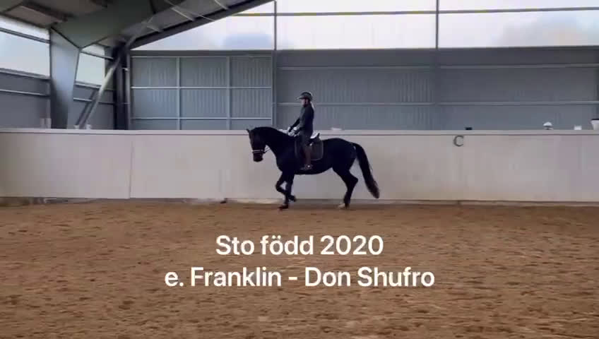 Dressyr hästar till salu: Dressyrsto i Löberöd - Video 1