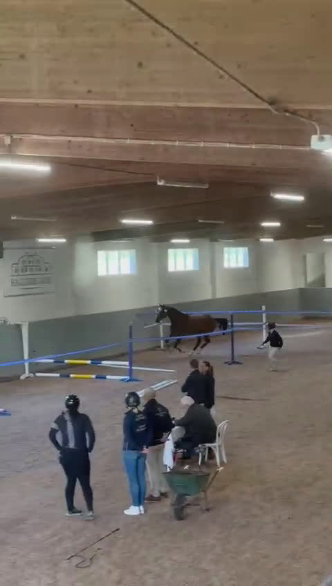 Hoppning hästar till salu: 3-årigt sto till ett mkt bra pris! i Tungelsta - Video 1