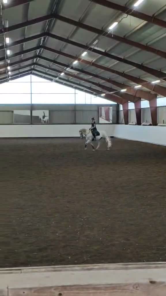Working Equitation hästar till salu: Utvecklingsbar PRE - Video 1