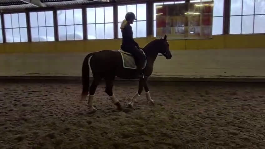 Allround hästar till salu: Stor häst i litet format  i Ljungbyhed - Video 4