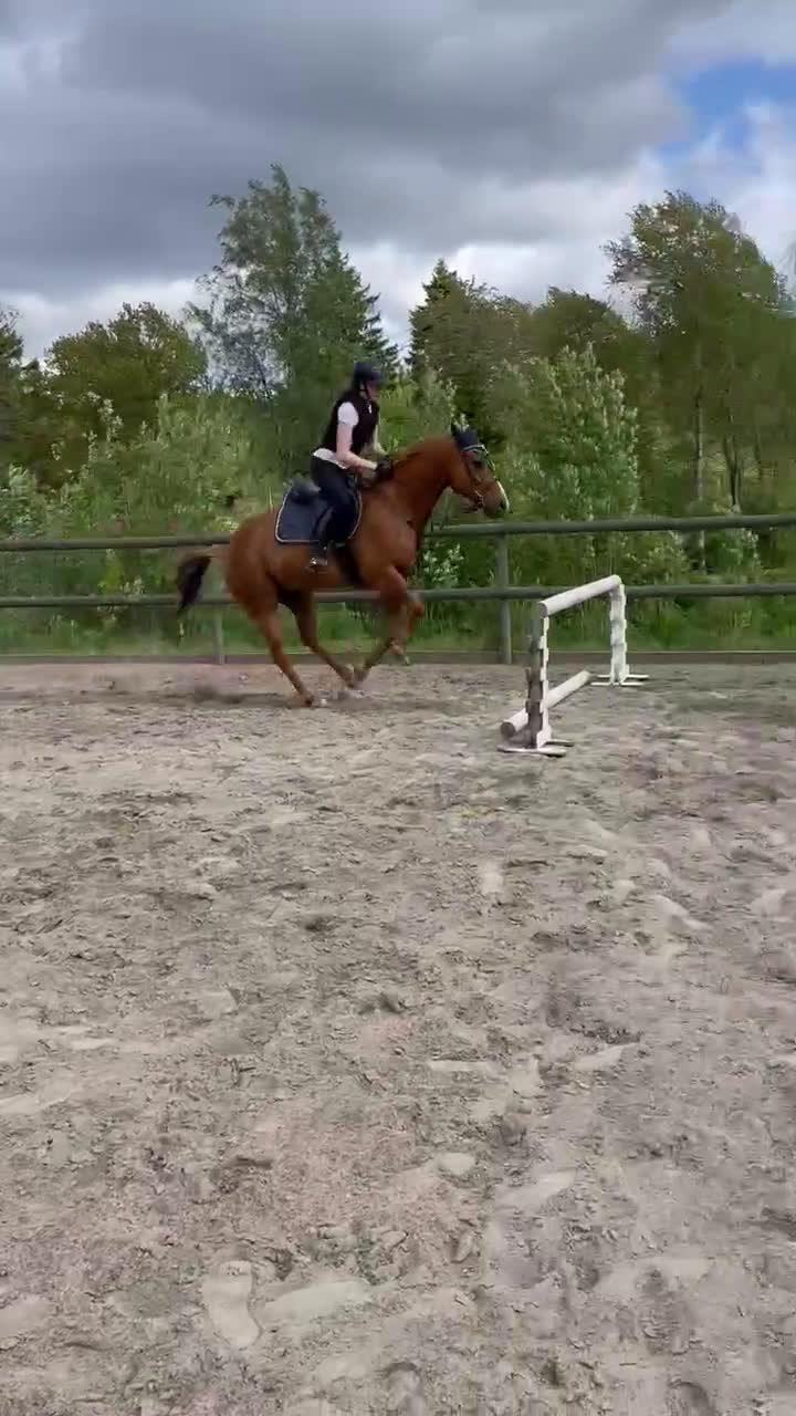 Western hästar till salu: Liten kille med stort hjärta i Skövde - Video 1