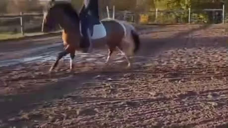 Hoppning hästar till salu: 🌟Framtidsponny för satsande ryttare!🌟 - Video 4