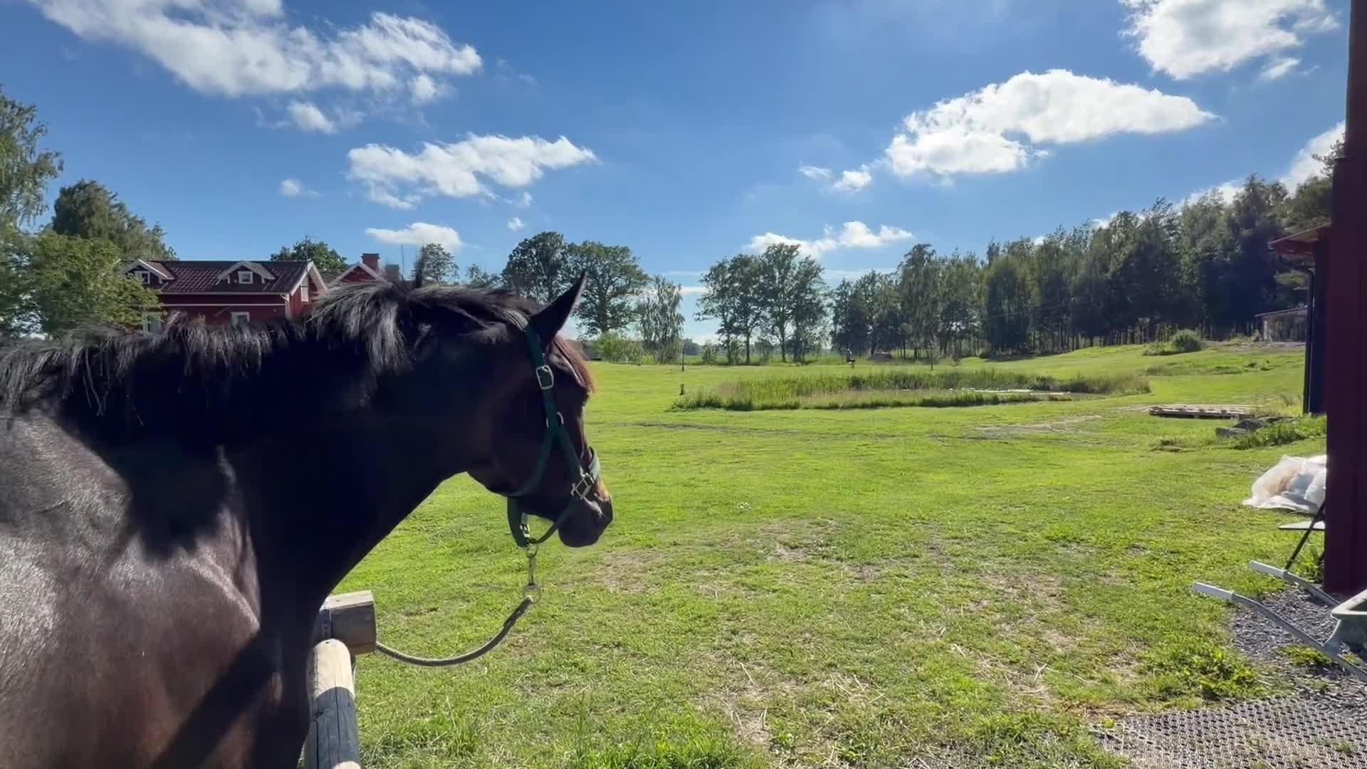 Allround hästar till salu: Under inridning - Framtida multitalang!  - Video 1