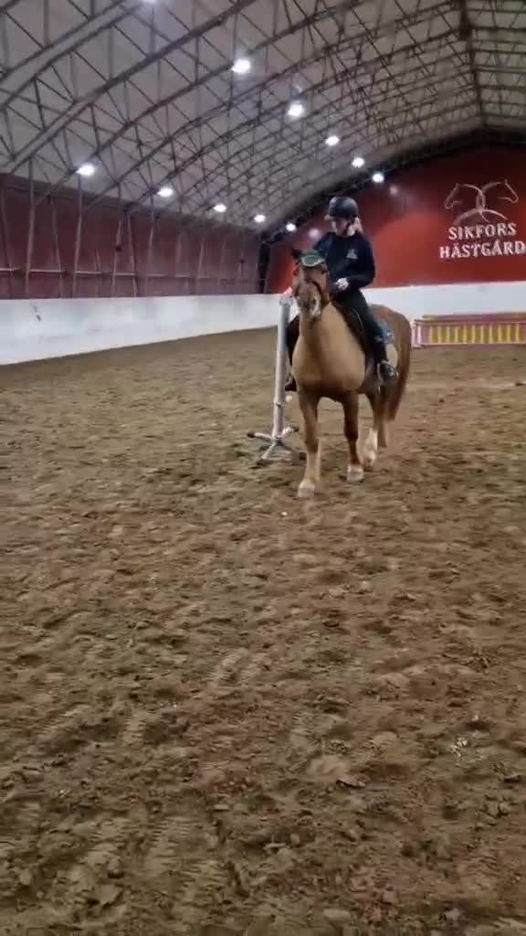 Allround hästar till salu: Finnhäst/ Finskt kallblod - Video 1