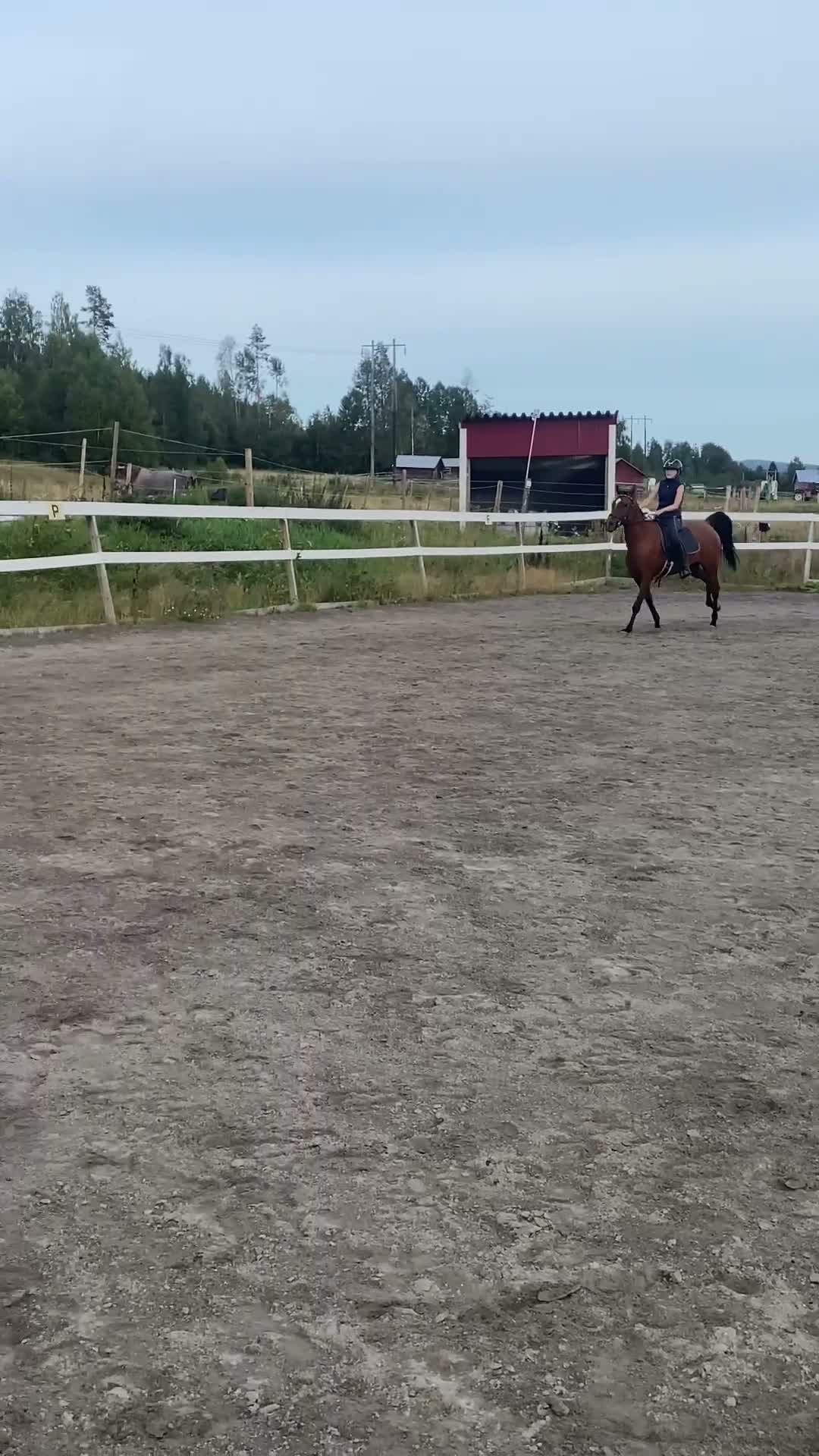 Allround hästar till salu: Fantastisk allroundhäst i Bjästa - Video 1
