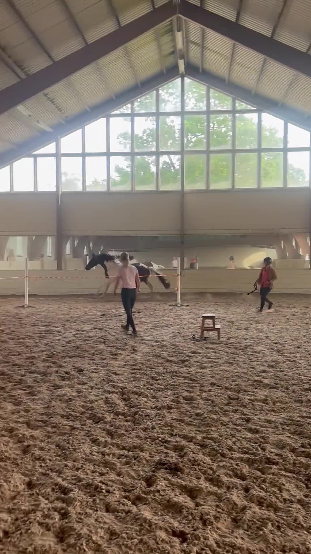 Hoppning hästar till salu: Cool 3-årig valack  - Video 2