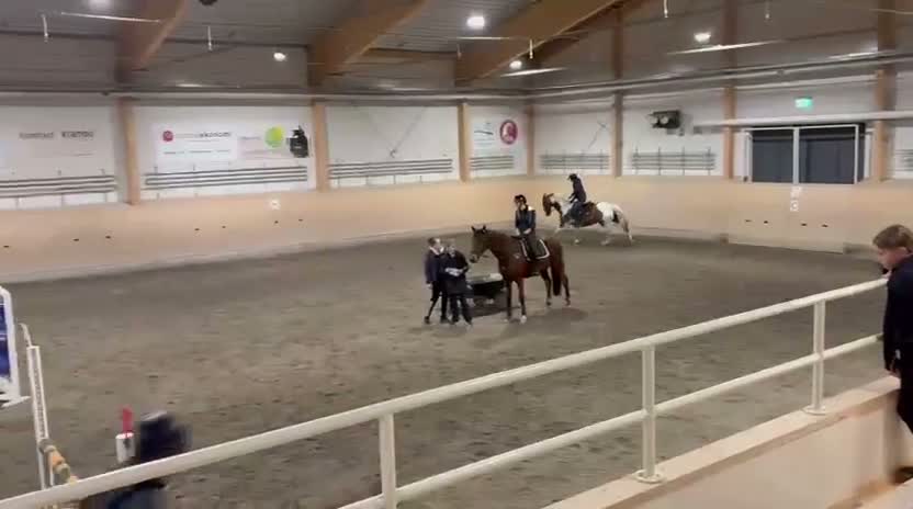 Allround hästar till salu: Trevlig valack - Video 2
