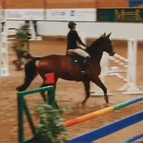 Hoppning hästar till salu: Trevlig hopphäst  - Video 3
