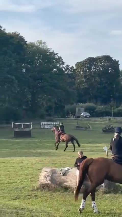 Allround hästar till salu: Trevligt sto - Video 1