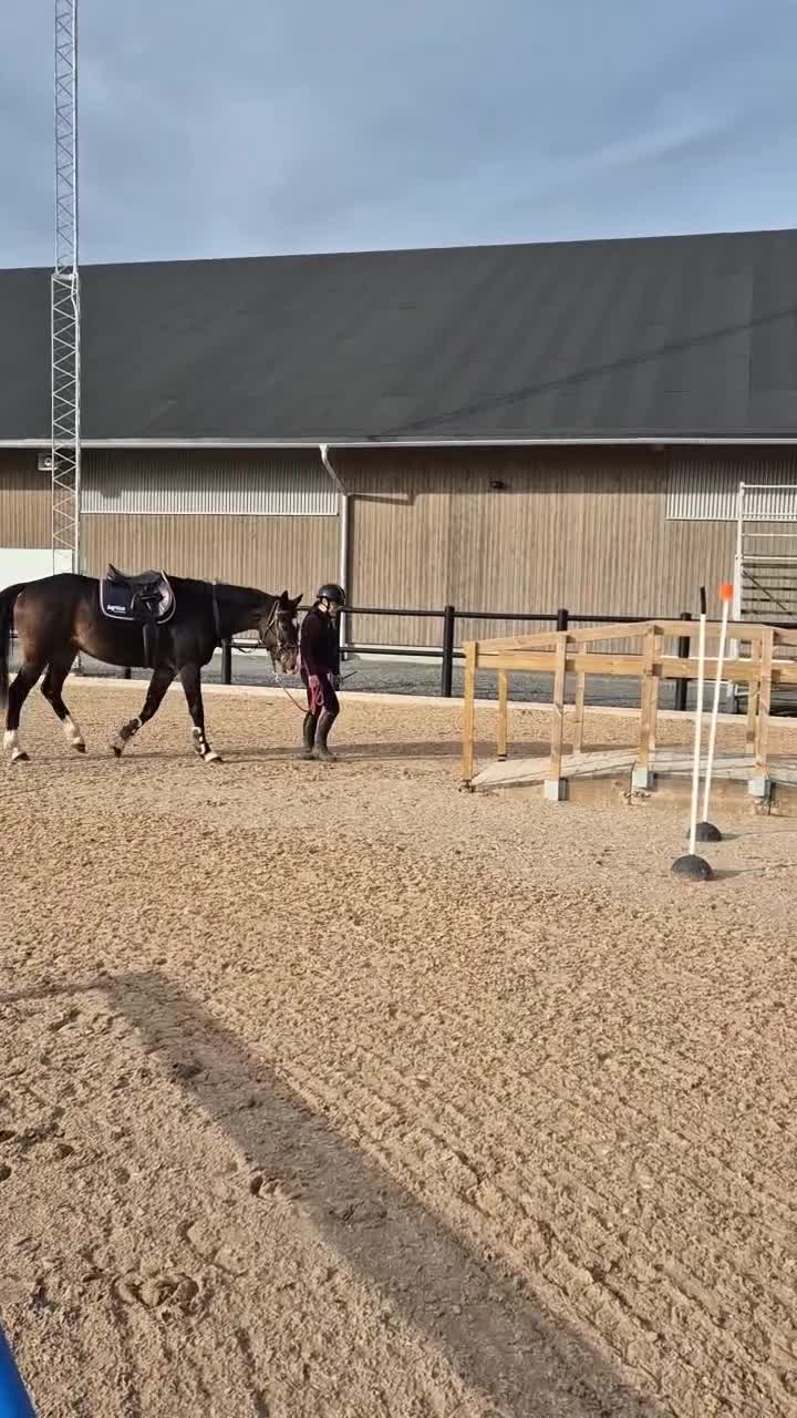 Allround hästar till salu: Trevlig Swb valack  - Video 1