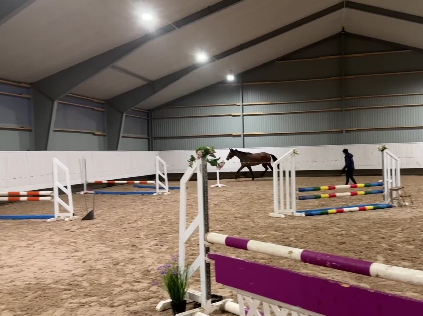 Hoppning hästar till salu: Okomplicerad tjej med hjärtat på rätt ställe - Video 1