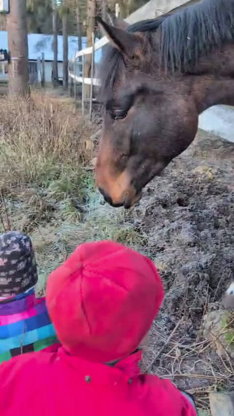 Dressyr hästar till salu: Trevlig 2 åring SWB e. Serious 1457 i Umeå - Video 5