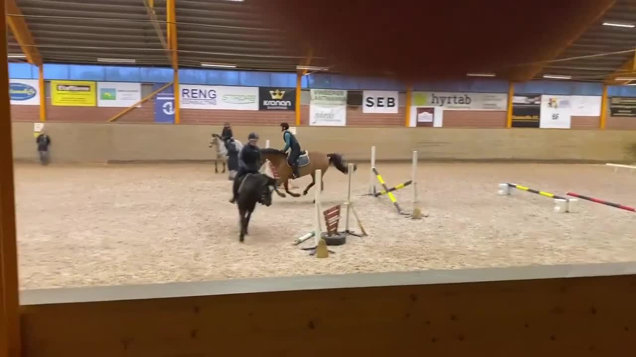 Allround hästar till salu: Svenskstammat sto med härlig känsla! i Lundsbrunn - Video 2