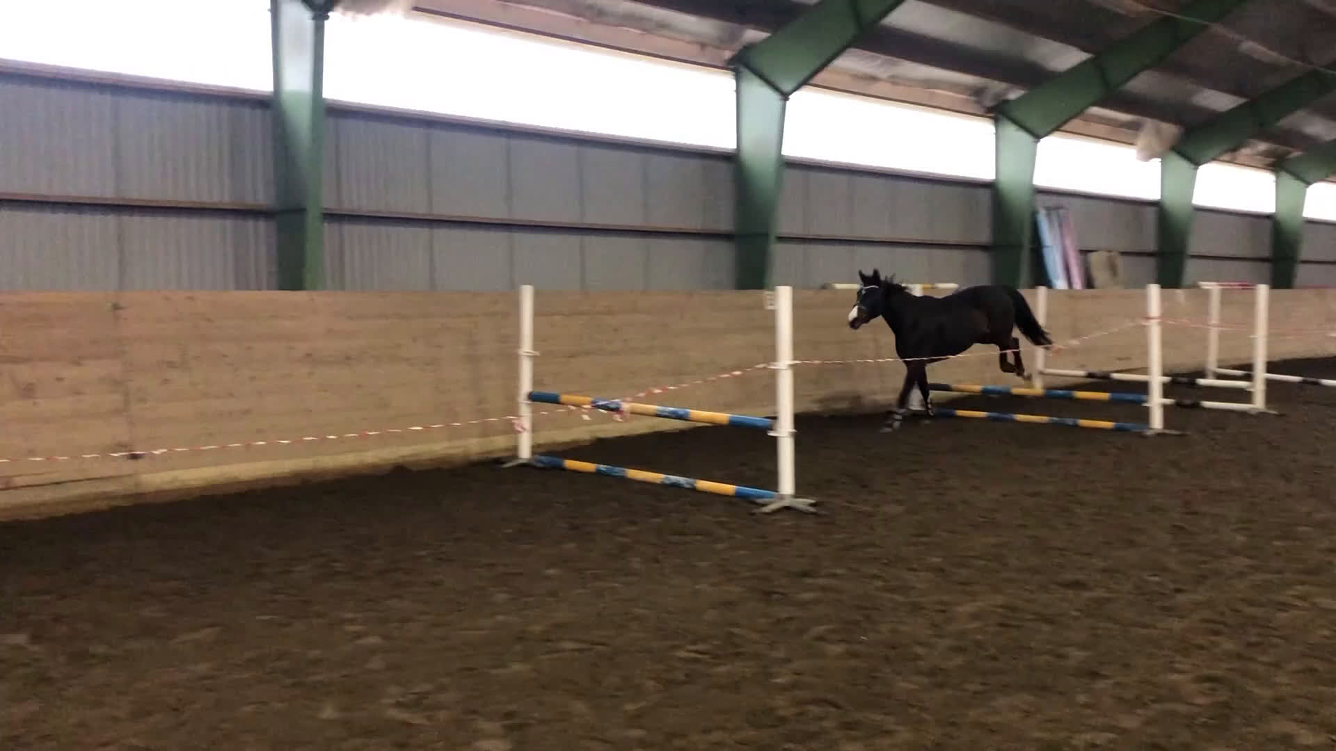 Avelshästar hästar till salu: Sto till avel  i Herrljunga - Video 2