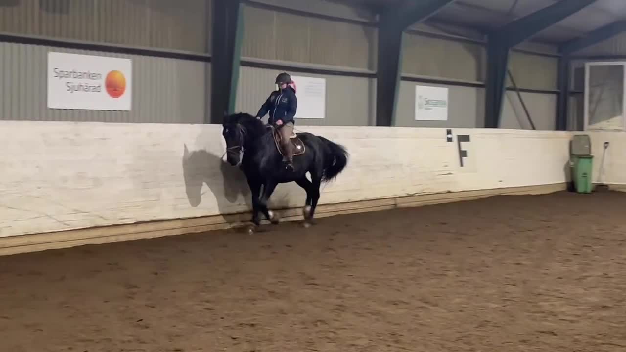 Allround hästar till salu: Vallack med personlighet - Video 1