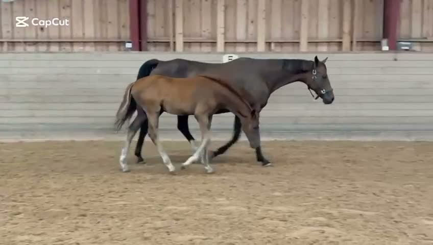 Dressyr hästar till salu: Framtidens tävlingshäst - Video 1