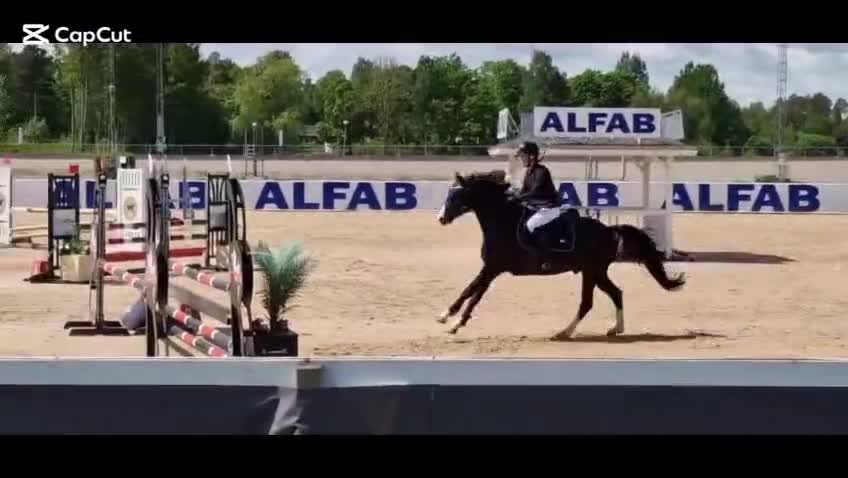 Hoppning hästar till salu: Ungponny för toppsporten✨ - Video 2