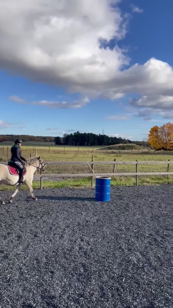 Allround hästar till salu: Viktbärande D-ponny - Video 2