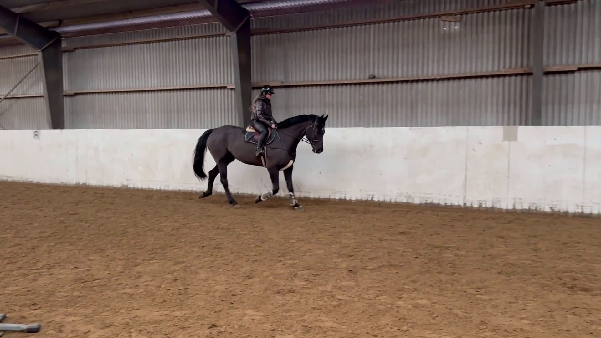 Allround hästar till salu: FYND 🌟 i Helsingborg - Video 1