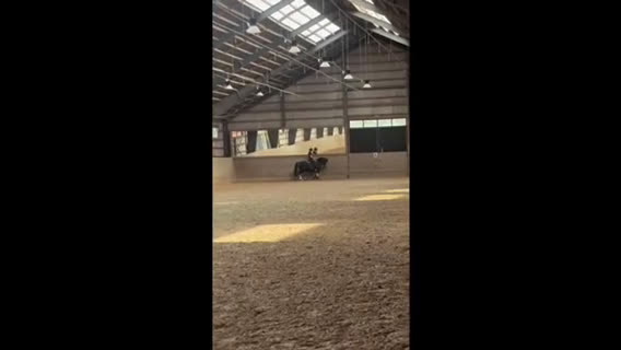 Allround hästar till salu: Världens charmigaste energiknippe - Video 1