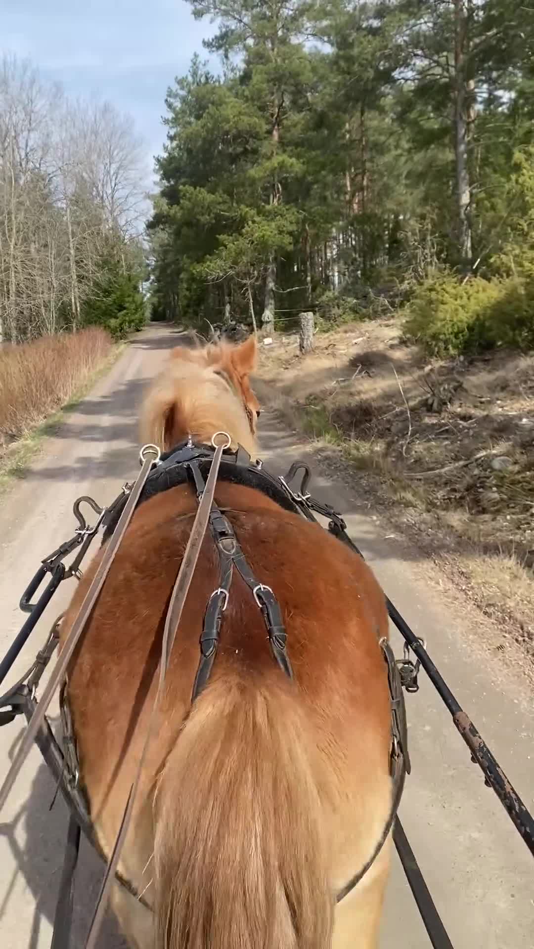 Allround hästar till salu: En tjej man blir glad av - Video 2