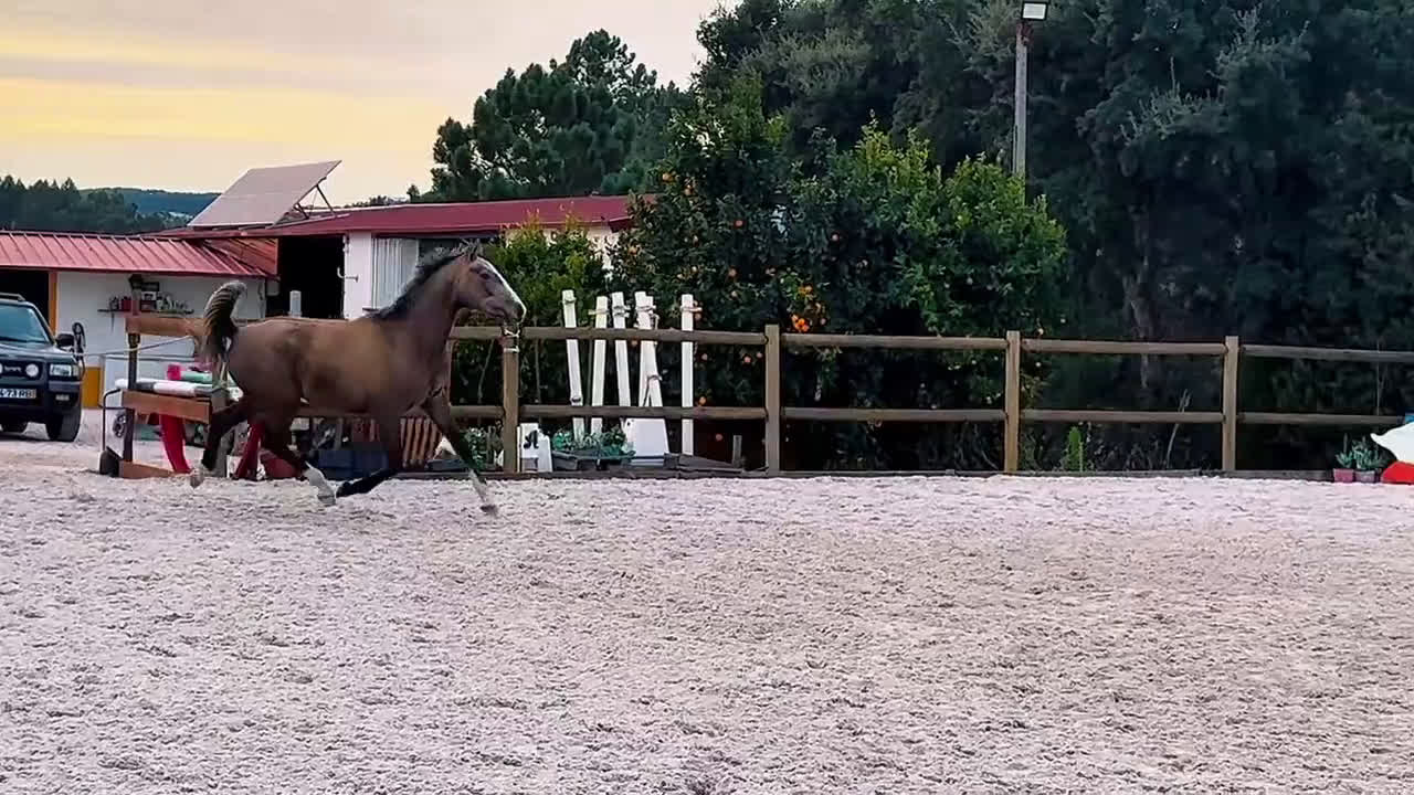 Avelshästar hästar till salu: 2-årssto lusowarmblood - Video 1