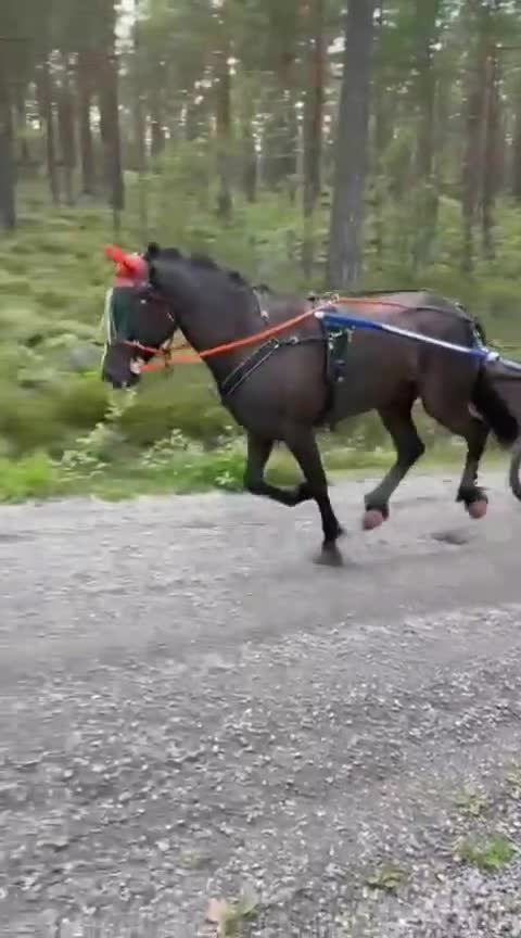 Allround hästar till salu: Vackert sto! - Video 3