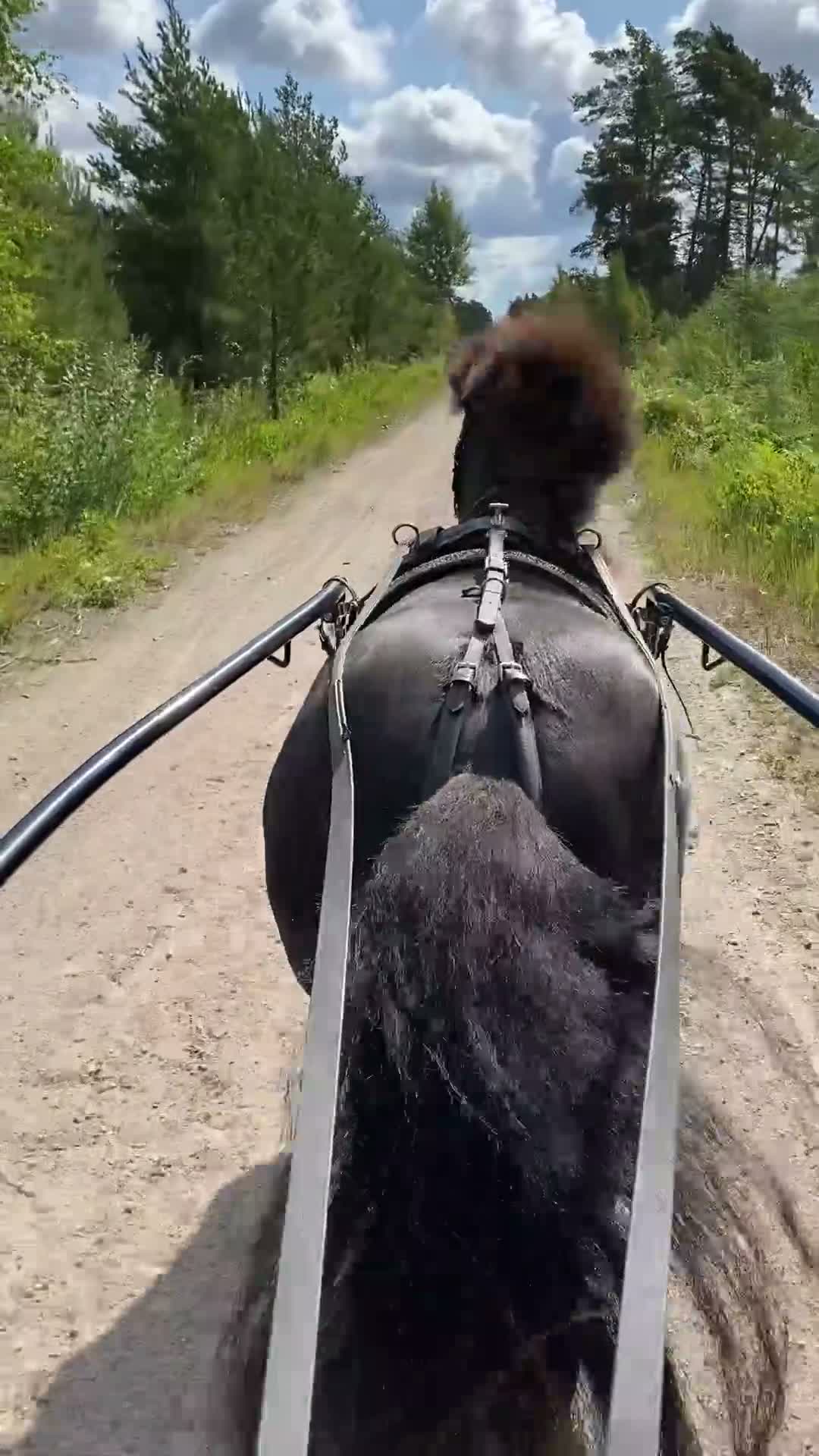 Trav hästar till salu: Toppstammad travshettis med mycket kapacitet kvar - Video 1